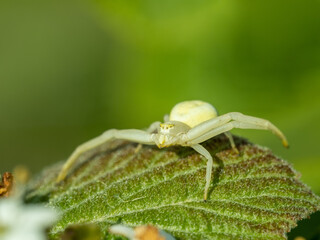 White Crab Spider on Leaf