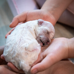 person holding a dog