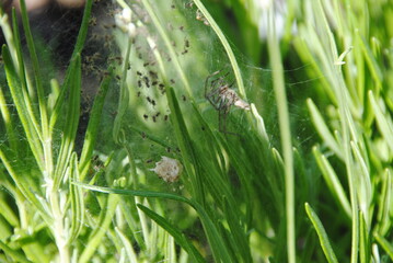 spiene und spienenbaby