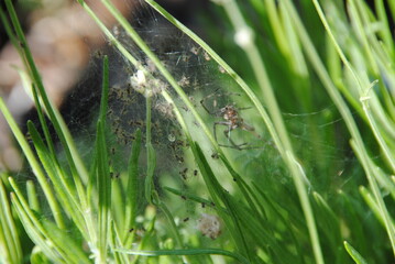 spinnenfamile im grass