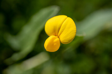 Groundnut flower at bloom, yellow wildflower.  - obrazy, fototapety, plakaty