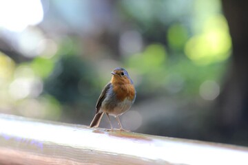 Erithacus rubecula bird close-up in the park