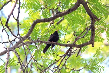 Blackbird Turdus merula on a tree branch