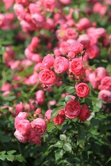 Delicate pink roses in the park in summer