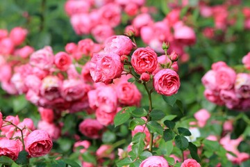 Delicate pink roses in the park in summer