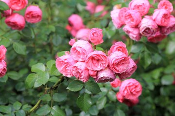 Delicate pink roses in the park in summer