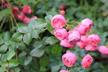 Delicate pink roses in the park in summer
