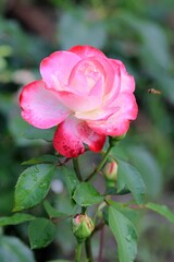 Delicate pink rose close up in the park