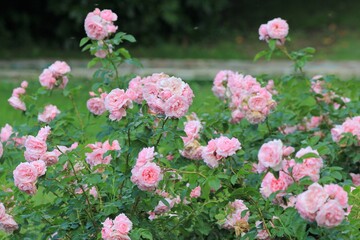 Delicate pink roses in the park in summer