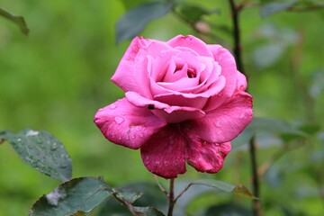 Delicate pink rose close up in the park
