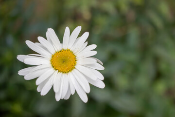 Fototapeta premium big white daisy, close-up macro.