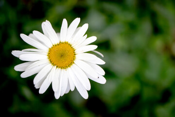 big white daisy, close-up macro.