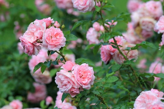 Delicate pink roses in the park in summer