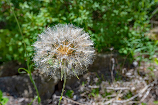 Closeup of Dandelion Puff with Green Blurred Background