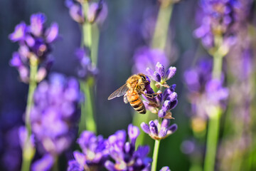 biene beim sammeln am lavendel