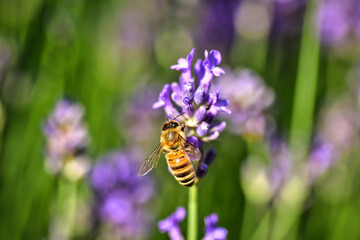 biene beim sammeln am lavendel
