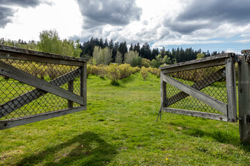 view of an open, wooden fence leading into a blueberry farm on a cloudy, sunny day