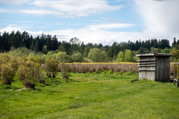 View of a farm field on a sunny day, with a wooden shack building off to the side