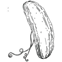 Cucumber vegetables sketch vector illustration. Engraved style. Product on the agricultural market. The best situated for design menu, label, badges, banners and promotion. 
