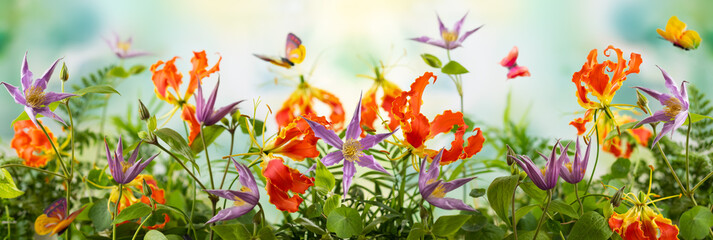 Beautiful orange and violet flowers, butterflies in summer garden. Clematis and Gloriosa flowers....