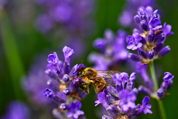 Biene beim Nektar sammeln am Lavendel