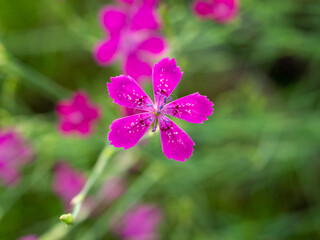 Dianthus Deltoides single pink flower close up