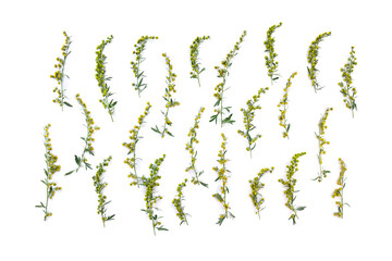 Blooming Wormwood herb ( Artemisia absinthium, absinthe, absinthium, mugwort, wermout, wermud, wormit, wormod ) on a white background. Top view, flat lay