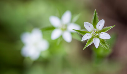 three white petaled flowers are arranged from front to back, from clear to out of focus. natural colors. 