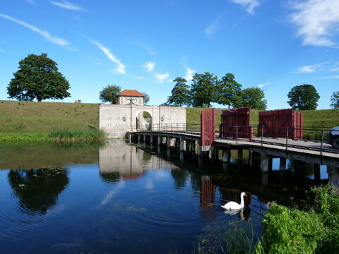 Kastellet voldgrav svane
