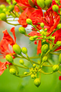 Royal Poinciana Tree closeup of buds
