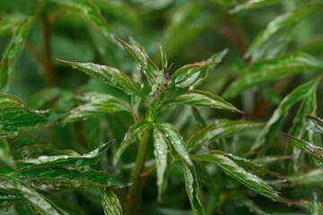 Peony bud unopened on a bush close-up in raindrops. Home gardening, growing and caring for plants. Green natural spring summer background. A pink peony bush in a flower bed. Blurred leaves, copy space