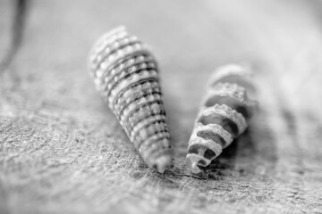 Broken seashell, exposed spiral internal structure, art in nature. Golden ratio.. black and white. b&w
