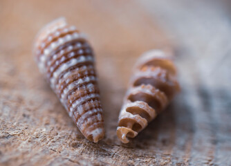Broken seashell, exposed spiral internal structure, art in nature. Golden ratio.