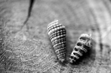 Broken seashell, exposed spiral internal structure, art in nature. Golden ratio.. black and white. b&w