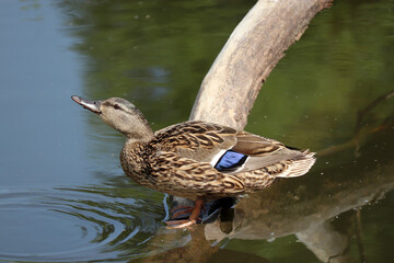 Mallard duck resting on a fallen tree in water. Female wild duck at summer lake
