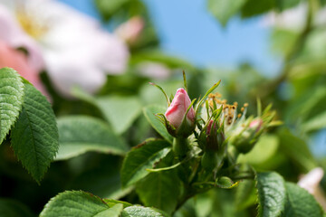 Rosehip flower buds. Flowering rosehip bush on a sunny summer day, close-up. Delicately pink flowers on a branch of rose hips.