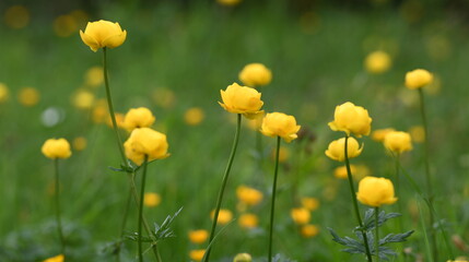 Obraz premium flore alpine