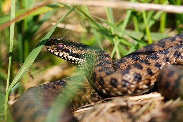 Vipère péliade Vipera berus en mode portrait en gors plan