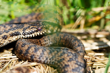 Vipère péliade Vipera berus en mode portrait en gors plan