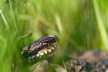 Vipère péliade Vipera berus en mode portrait en gors plan