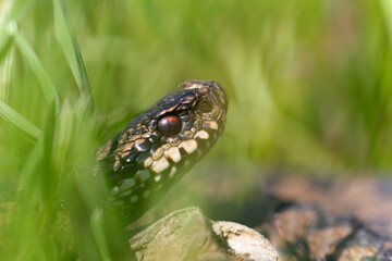 Vipère péliade Vipera berus en mode portrait en gors plan