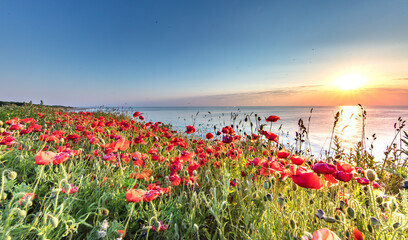 mohn am meer