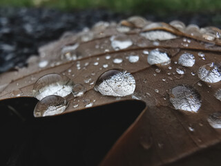 Pearls of water on a brown oak leaf