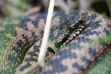 Vipère péliade Vipera berus en mode portrait en gors plan