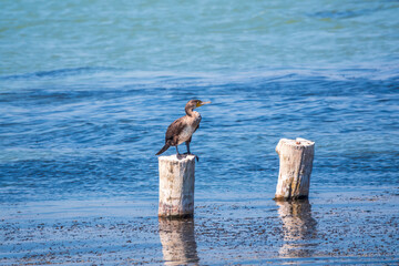 Obraz premium Black cormorant sits on a old sea pier