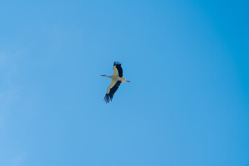 Stork flying