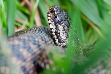 Vipère péliade Vipera berus en mode portrait en gors plan