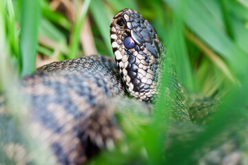 Vipère péliade Vipera berus en mode portrait en gors plan