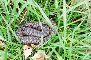 Vipère péliade Vipera berus en mode portrait en gors plan