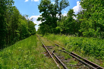 A close up on an abandoned railroad track made out of metal with some wooden supporting elements located in the middle of a dense forest or moor and surrounded with shrubs, plants, and other flora
